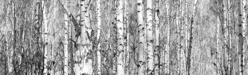 Björkskog, svart-vit foto