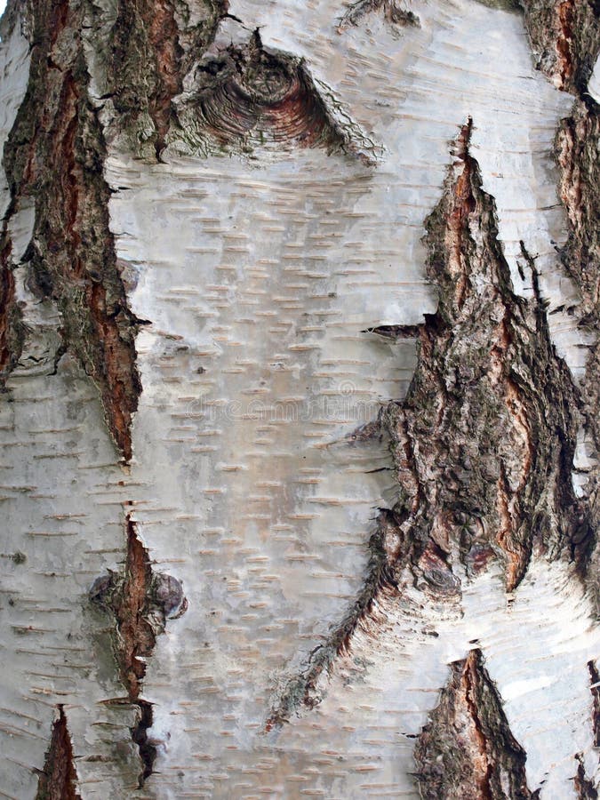 Old birch tree bark surface texture close up. Old birch tree bark surface texture close up