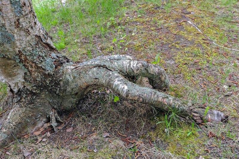 Björkträdet rotar royaltyfria foton Björkträdet rotar royaltyfria foton