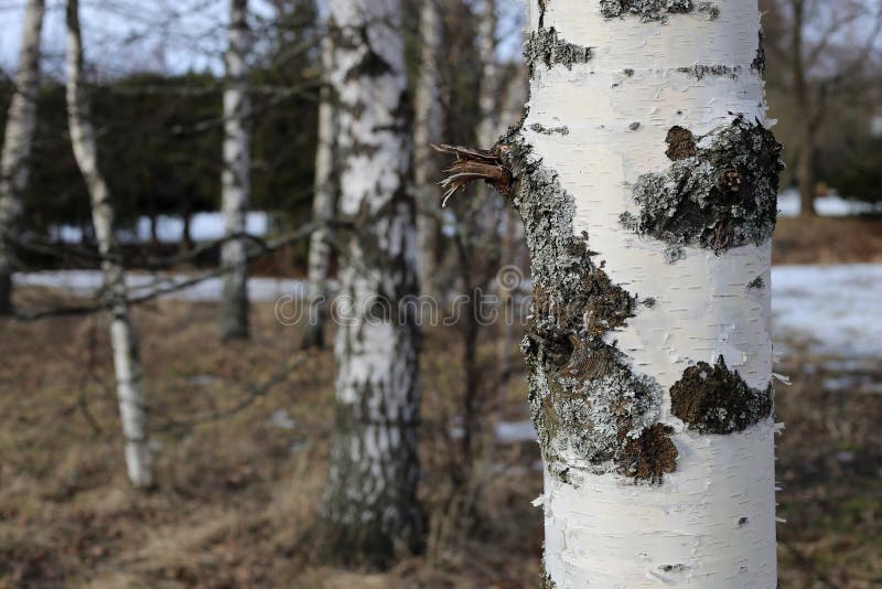 Björkträdstam som fotograferas i finlandssvensk skog arkivbild Björkträdstam som fotograferas i finlandssvensk skog arkivbild
