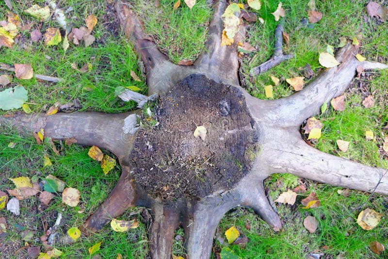 Björkträdstubben med rotar arkivfoto Björkträdstubben med rotar arkivfoto