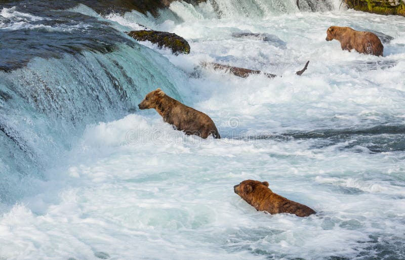Björn på Alaska royaltyfria bilder Björn på Alaska royaltyfria bilder