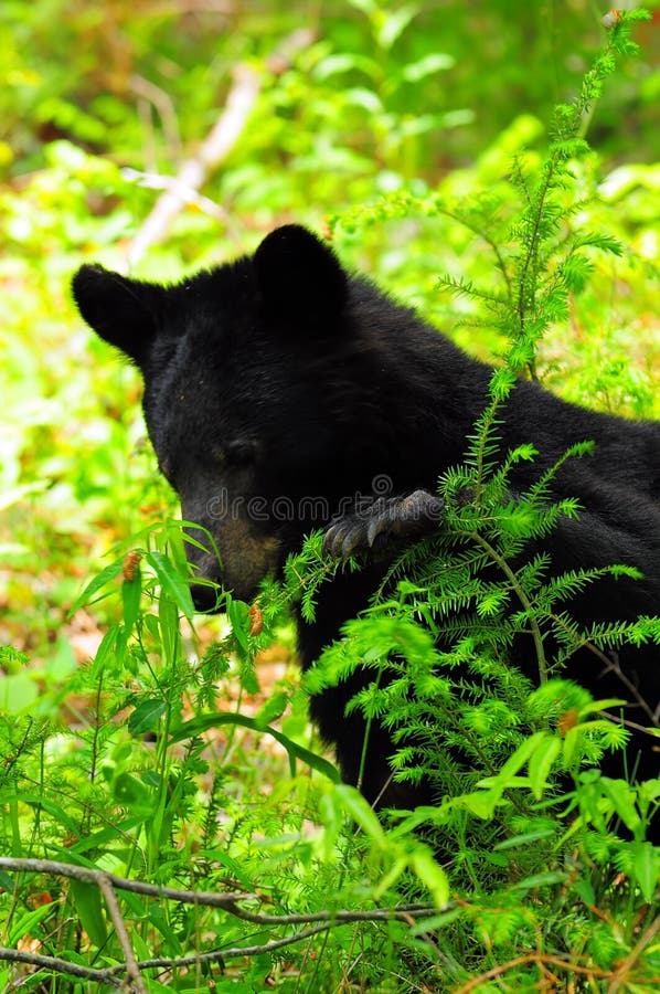 Black bear stands to pull down the leaves and branches that hold the Grubs he is snacking on. Roaring Fork Motor Trail, Cades Cove are, Great Smoky Mountains National Park, TN. Black bear stands to pull down the leaves and branches that hold the Grubs he is snacking on. Roaring Fork Motor Trail, Cades Cove are, Great Smoky Mountains National Park, TN.