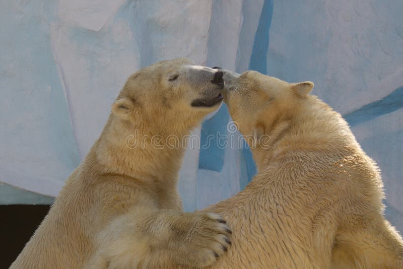 Two bears are kissing on iceberg in zoo. Two bears are kissing on iceberg in zoo