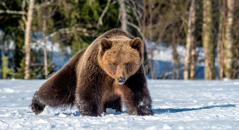 Björnbjörn på snön i vårskogens frontvy Ursus arctos