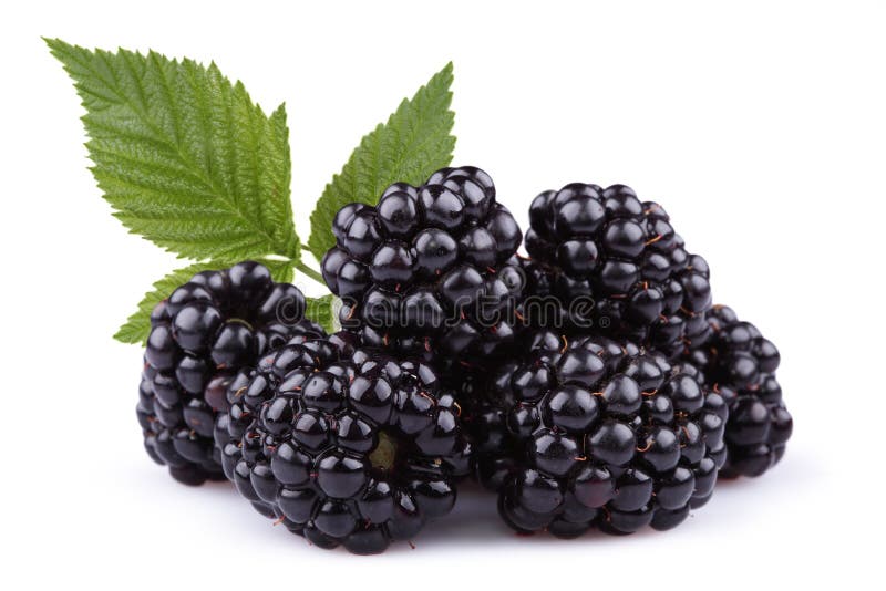 blackberry berry is isolated on a white background. blackberry berry is isolated on a white background