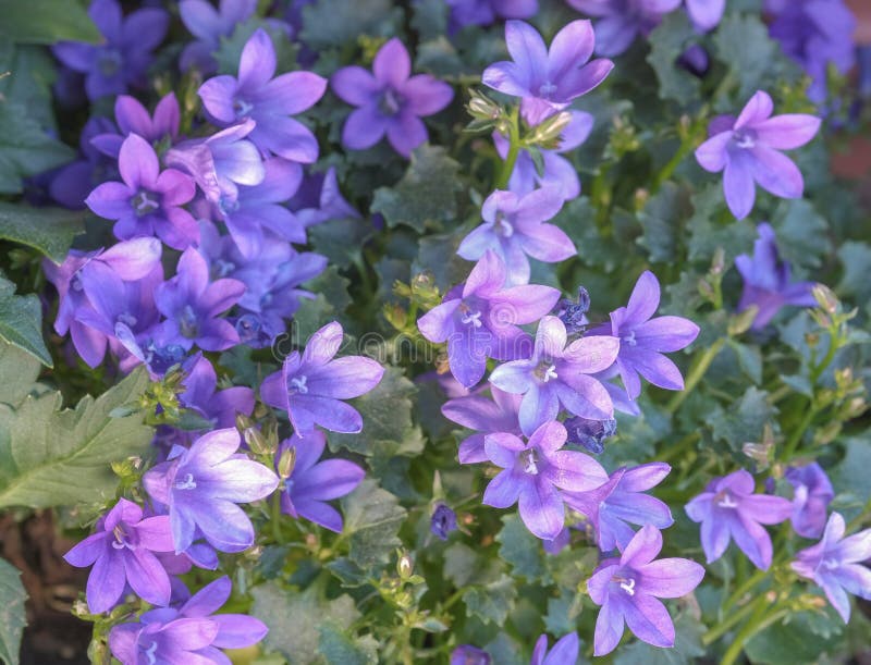 137 Blaue Blumen Im Topf Fotos Kostenlose Und Royalty Free Stock Fotos Von Dreamstime