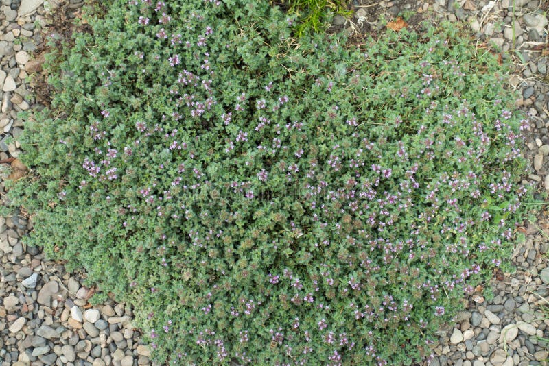 20000+ Kriechender Thymian Samen - Rosa Bodendecker Thymus Serpyllum