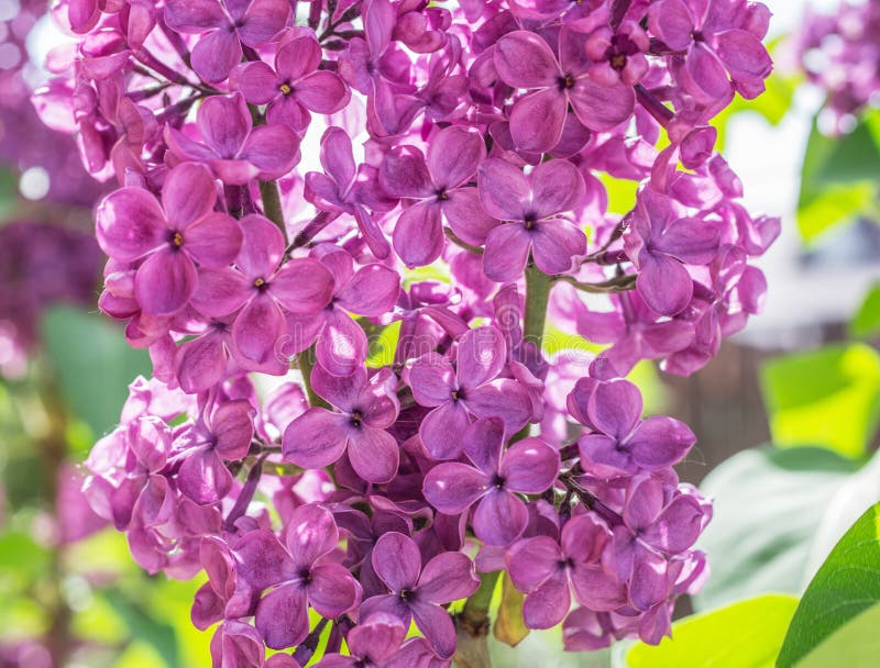 Blühende Lila Blumen Im Garten Stockbild Bild von