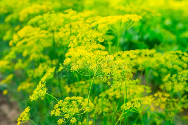 Dill im Garten stockfoto. Bild von botanik, nahrung, dill