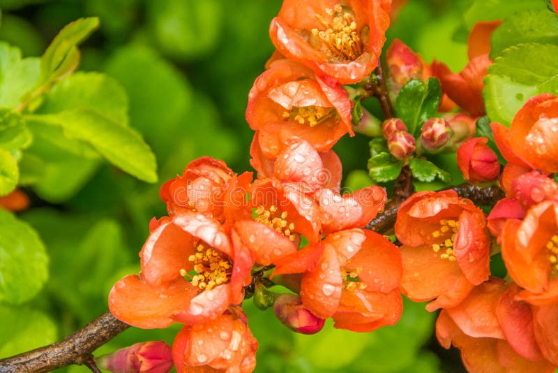 Bl?hende japanische Quitte, Niederlassungen von Chaenomeles japonica mit sch?nen Blumen an einem regnerischen sonnigen Tag stockfotografie Bl?hende japanische Quitte, Niederlassungen von Chaenomeles japonica mit sch?nen Blumen an einem regnerischen sonnigen Tag stockfotografie