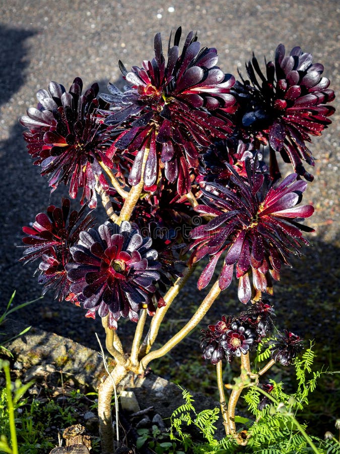 Black Aeonium Arboreum Zwartkop (Black Rose) with Blurred Backgrounf ...