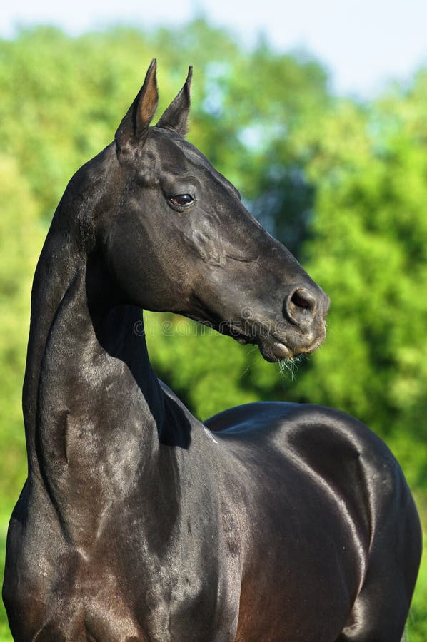 Black akhalteke horse portrait