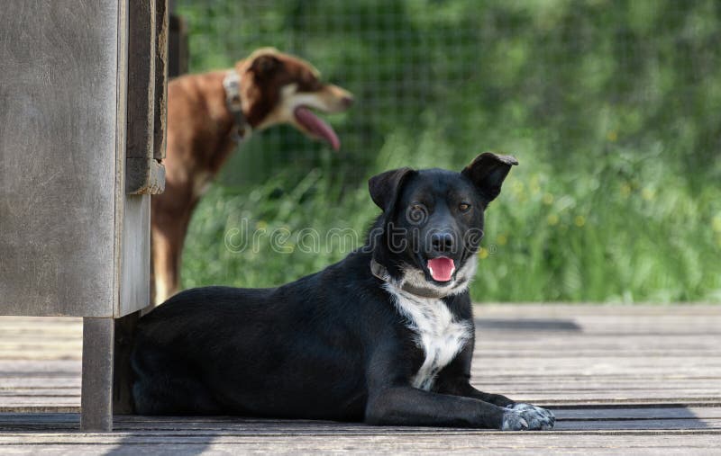 Black alaskan husky est allongé à côté de sa niche dans une enceinte extérieure photos libres de droits