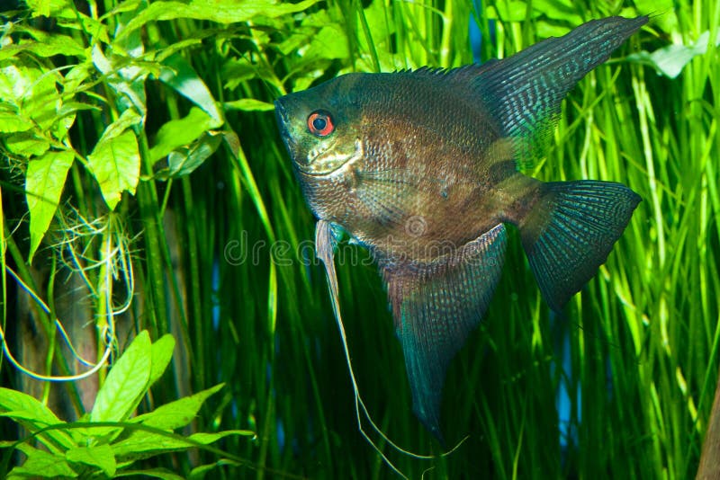 Black Angelfish