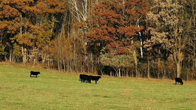 Black Angus Beef Cattle grazing in pasture on sunny autumn day with leaves rustling