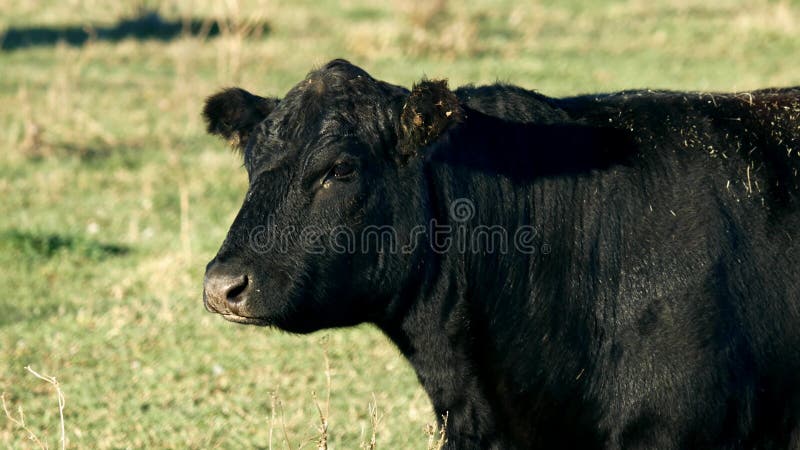 Black Angus Beef Cow in closeup clip - one animal grazing in pasture