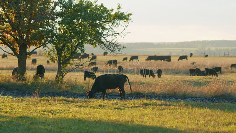 Black angus beef cow. Cows in field at sunset. Small tiny calf grazing on pasture grass field. Static view.