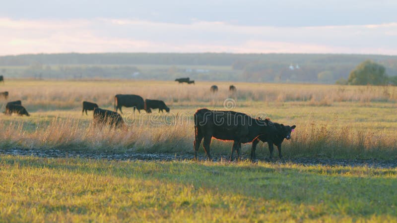 Black angus beef cow. Cows in field at sunset. Small tiny calf grazing on pasture grass field. Static view.