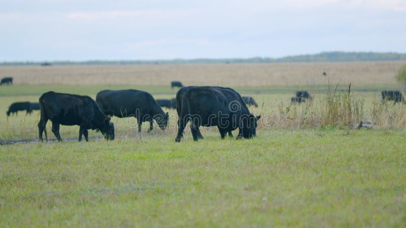 Black angus beef cow. Cow on a green summer pasture. Black cows stand grazing on meadow field. Static view.