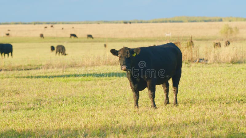 Black angus beef cow. Cow on a green summer pasture. Black cows stand grazing on meadow field. Static view.