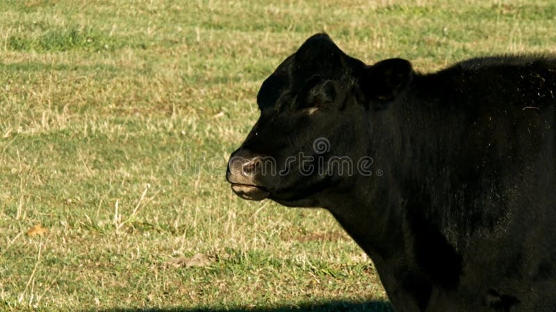 Black Angus Beef Cow - one animal grazing in pasture on sunny day.