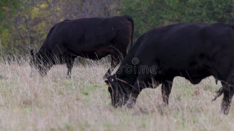 Black angus bulls feeding at ranch. Cattle farming industry, free range.