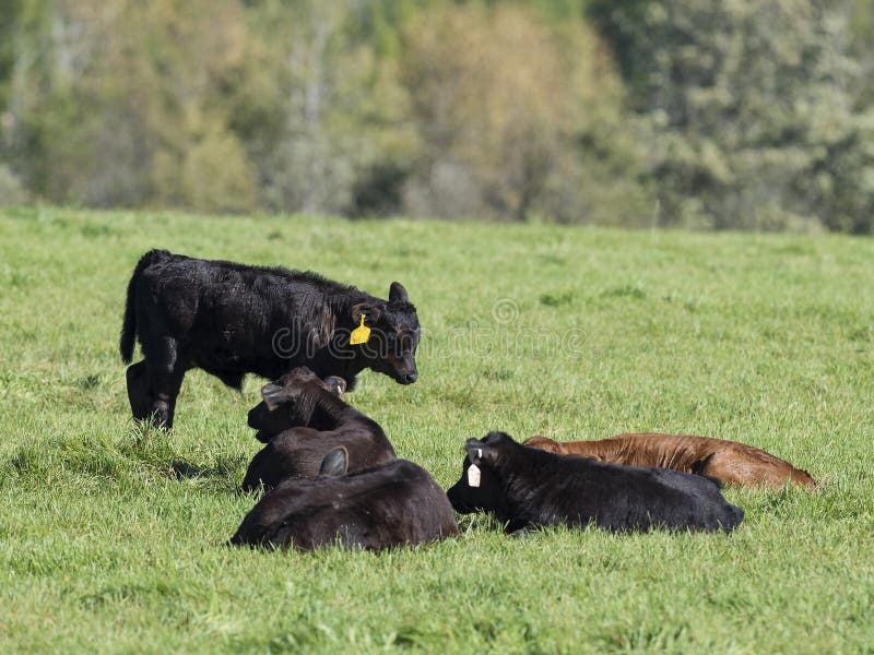 Black Angus calves stock photo. Image of calves, cattle 85161464