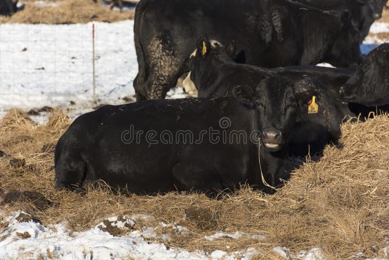 Black Angus Cattle