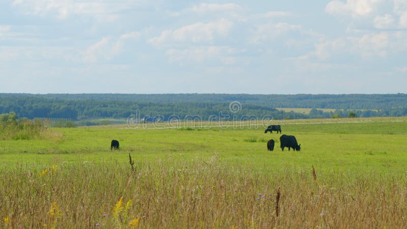 Black Angus Cattle Cows Grazing On Farmland. Cows Grazing On A Green Summer Meadow.