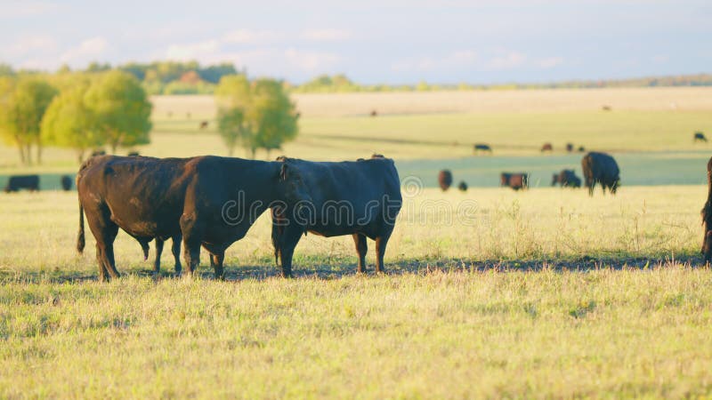 Black angus cattle grazing on a green grass pasture. Grass fed organic beef. Cow in pasture. Static view.