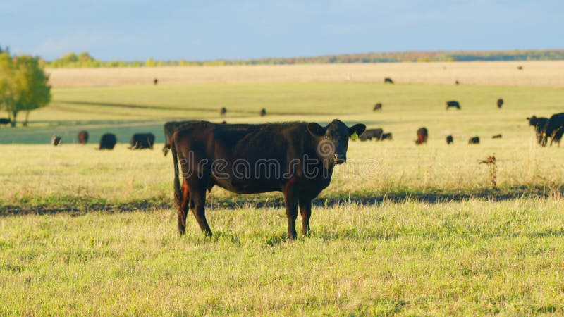 Black angus cattle grazing on a green grass pasture. Grass fed organic beef. Cow in pasture. Static view.