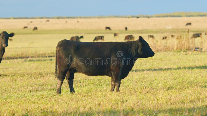 Black angus cattle grazing on a green grass pasture. Grass fed organic beef. Cow in pasture. Static view.