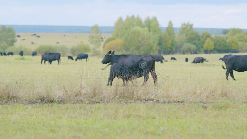 Black angus cattle grazing on a green grass pasture. Small tiny calf grazing on pasture grass field. Static view.