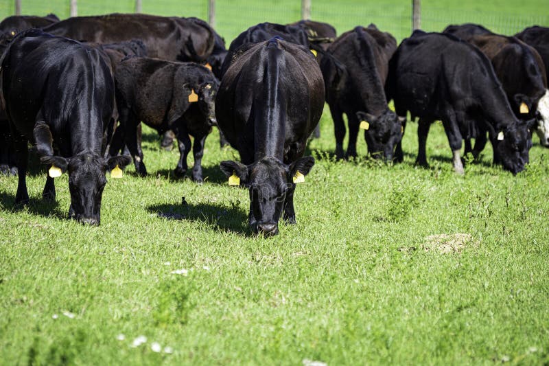 Black Angus Cattle Grazing Lush Grass with Negative Space Stock Photo ...