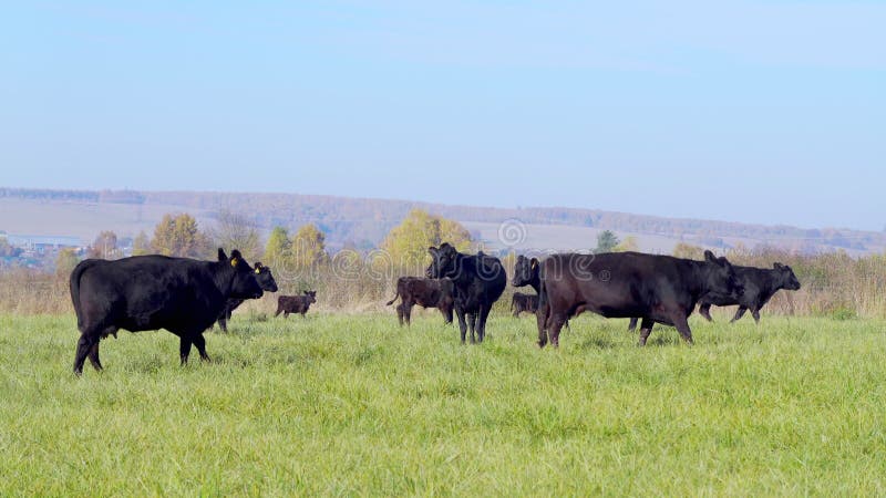 Black Angus cattle herd, anxiously leave pastures
