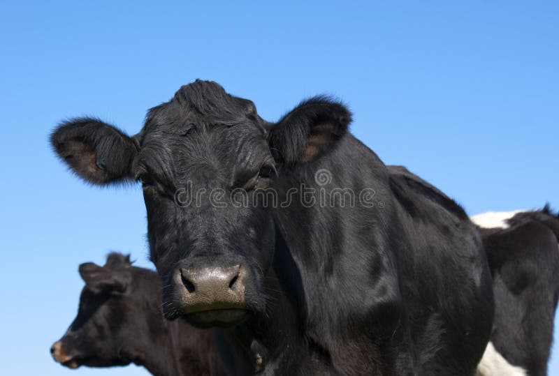 Black Angus Cow