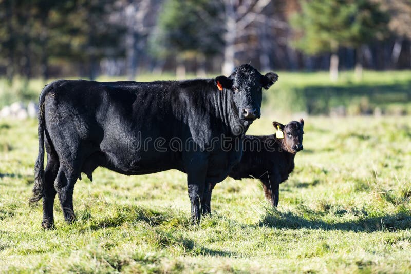 A Black Angus cow and calf