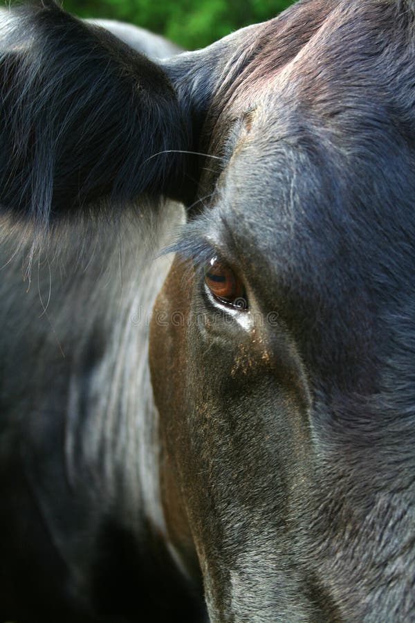 Black Angus Cow Close Up
