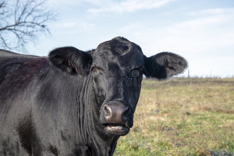 Black Angus cow stock photo. Image of agriculture, food 162697026