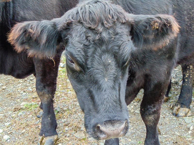 Black Angus Cow at the Farm Stock Photo Image of fields, angus 260338100