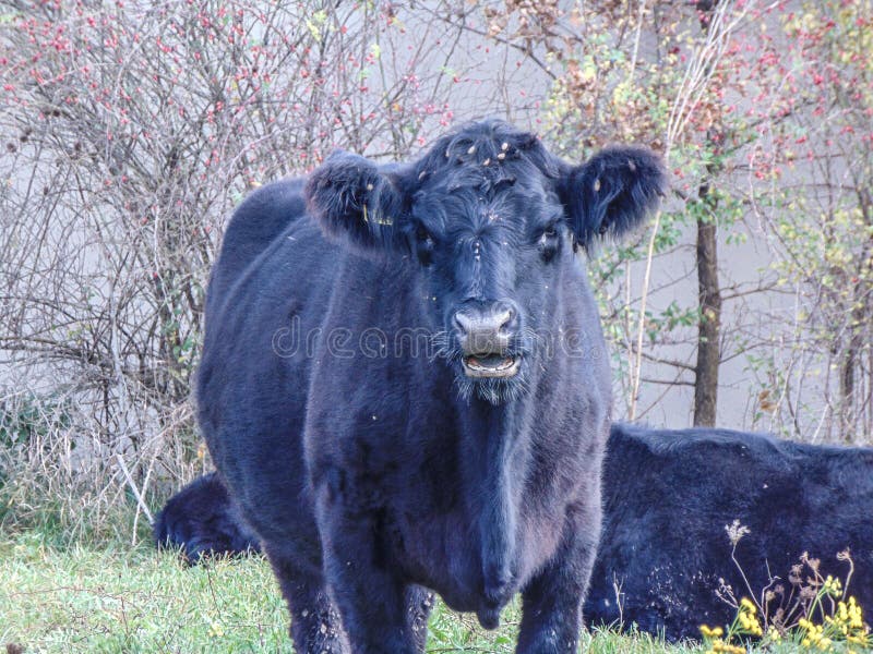 Black Angus Cow in the Grass. Black Angus Cow Portrait Stock Image Image of grass, grazing