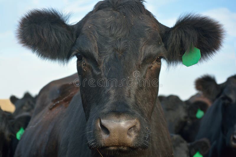 Black Angus Cow with Green Ear Tag in a Pasture royalty free stock image Black Angus Cow with Green Ear Tag in a Pasture royalty free stock image
