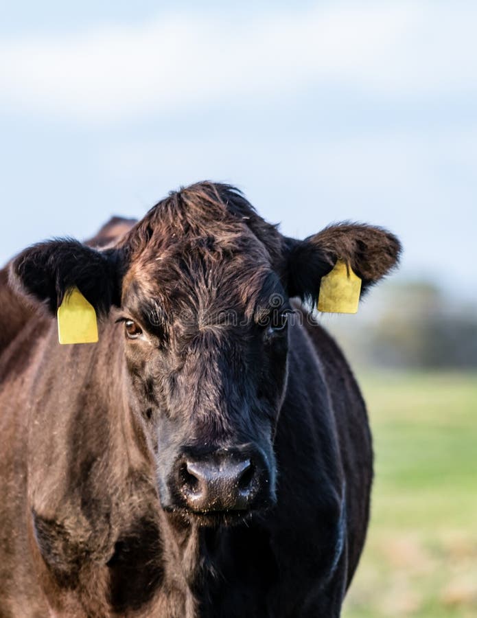 Black Angus cow close up - vertical
