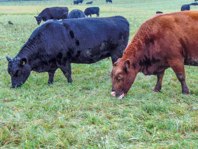 A Black Angus Cow and a Red Angus Cow are Grazing Grass Stock Image Image of natural, grazing