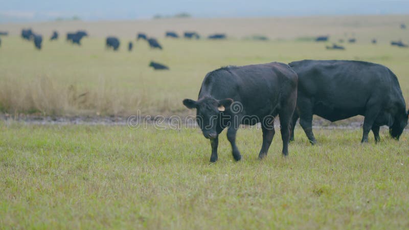 Black angus cows standing in pasture. Black cow grazing on a summer pasture. Selective focus.