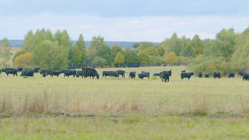 Black angus cows standing in pasture. Black cow grazing on a summer pasture. Static view.