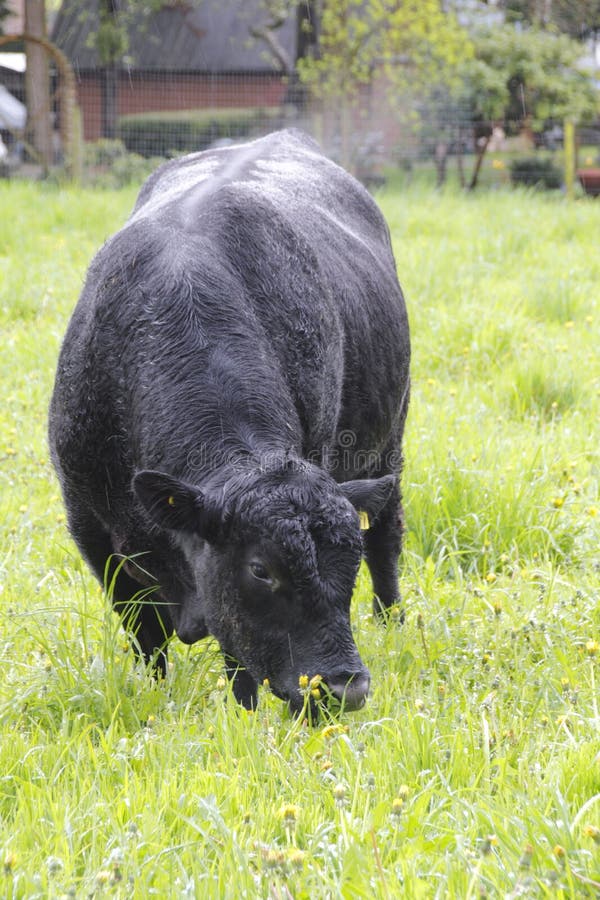 Black Angus Grazing stock image. Image of cattle, large 40092191
