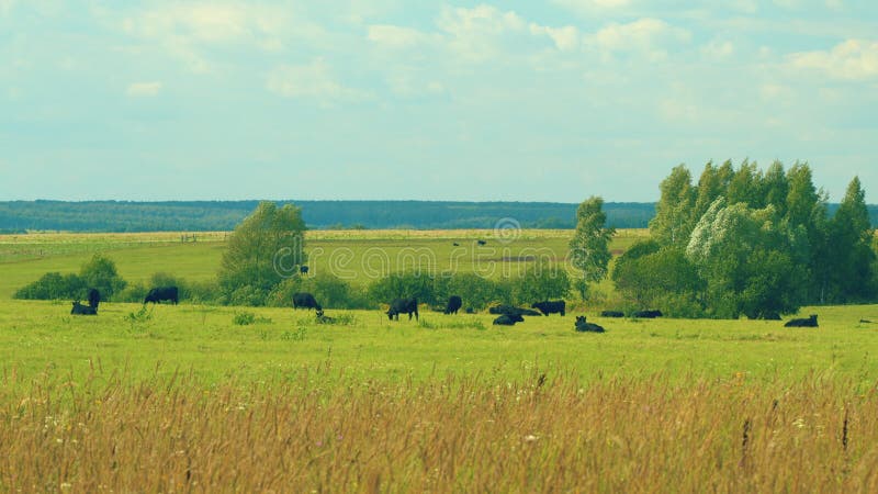 Black Angus In Summer Green Grassy Meadow. Skyline With Fluffy White Clouds In A Blue Sky.