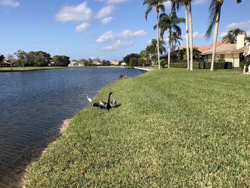 anhinga drying wings